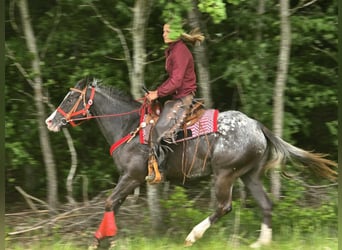 Appaloosa, Mare, 8 years, 14,3 hh, Leopard-Piebald