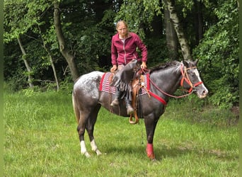 Appaloosa, Mare, 8 years, 14,3 hh, Leopard-Piebald