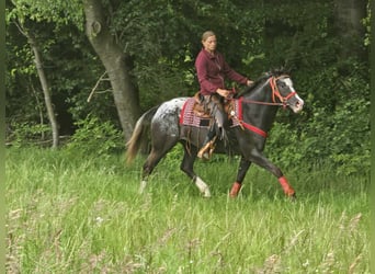 Appaloosa, Mare, 8 years, 14,3 hh, Leopard-Piebald