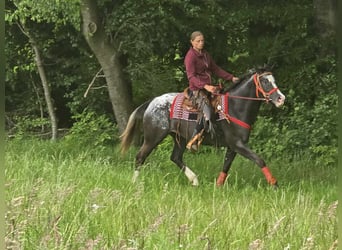 Appaloosa, Mare, 8 years, 14,3 hh, Leopard-Piebald