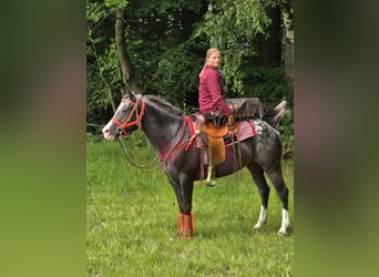 Appaloosa, Mare, 8 years, 14,3 hh, Leopard-Piebald