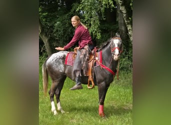 Appaloosa, Mare, 8 years, 14,3 hh, Leopard-Piebald