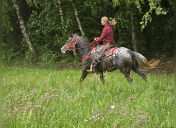 Appaloosa, Mare, 8 years, 14,3 hh, Leopard-Piebald