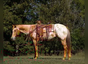Appaloosa, Mare, 8 years, 15.1 hh, Chestnut
