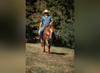 Appaloosa, Mare, 8 years, 15.1 hh, Chestnut