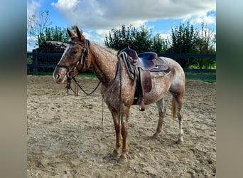 Appaloosa, Mare, 8 years, 15 hh, Chestnut-Red