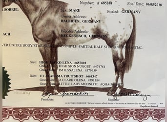 Appaloosa, Mare, 8 years, 15 hh, Chestnut-Red