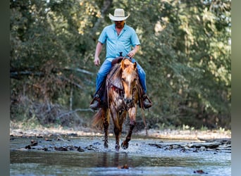 Appaloosa, Mare, 8 years, 15,1 hh, Chestnut