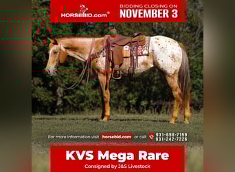 Appaloosa, Mare, 8 years, 15,1 hh, Chestnut