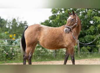 Appaloosa Mix, Mare, 8 years, 15,1 hh, Leopard-Piebald