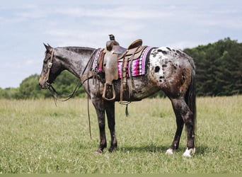 Appaloosa, Mare, 8 years