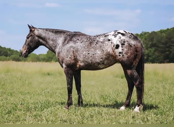 Appaloosa, Mare, 8 years