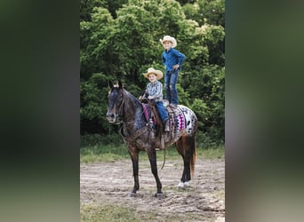 Appaloosa, Mare, 8 years