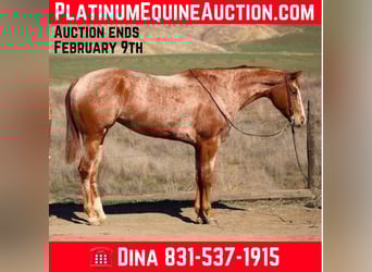 Appaloosa, Mare, 8 years, Roan-Red