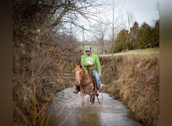 Appaloosa, Mare, 9 years, 14 hh, Brown