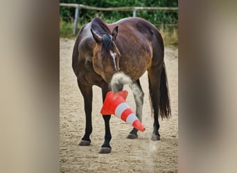 Appaloosa Mix, Mare, 9 years, 14,2 hh, Bay-Dark