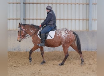 Appaloosa, Mare, 9 years, 14,3 hh, Leopard-Piebald