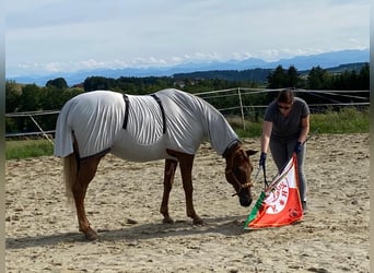 Appaloosa, Mare, 9 years, 15 hh, Chestnut-Red