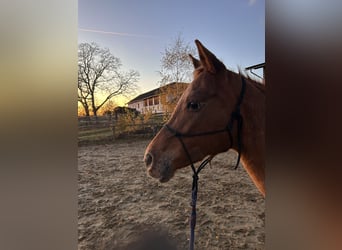 Appaloosa, Mare, 9 years, 15 hh, Chestnut-Red