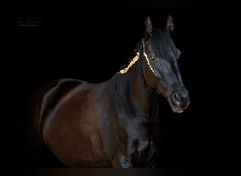Appaloosa Mix, Mare, 9 years, 15,1 hh, Bay-Dark