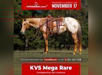 Appaloosa, Mare, 9 years, 15,1 hh, Chestnut