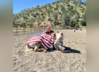 Appaloosa, Mare, 9 years, Roan-Red