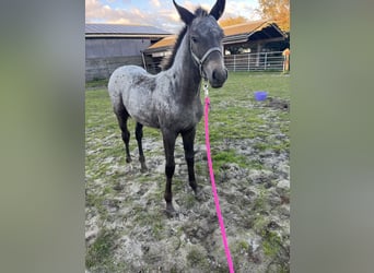 Appaloosa Mix, Mare, Foal (06/2025), 12,1 hh