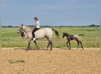 Appaloosa Mix, Mare, Foal (06/2025), 12,1 hh