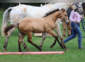 Appaloosa, Mare, Foal (04/2025), 15.1 hh, Buckskin