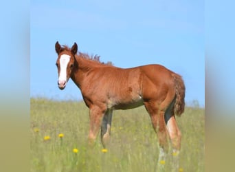 Appaloosa, Mare, Foal (05/2023), 15.1 hh, Chestnut-Red