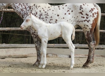 Appaloosa, Mare, , 15.1 hh, Chestnut