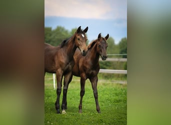 Appaloosa, Mare, Foal (04/2024), 15,1 hh, Chestnut