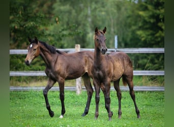 Appaloosa, Mare, Foal (04/2024), 15,1 hh, Chestnut