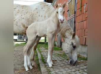 Appaloosa, Mare, Foal (05/2024), 15.1 hh, Dunalino