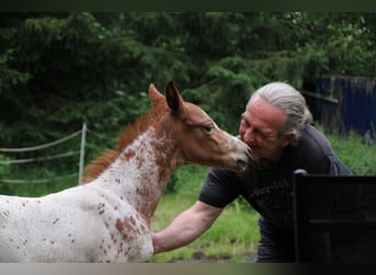 Appaloosa Mix, Mare, Foal (05/2024), 15,1 hh, Leopard-Piebald