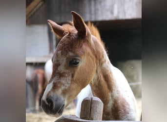 Appaloosa Mix, Mare, Foal (05/2024), 15,1 hh, Leopard-Piebald