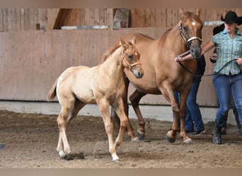 Appaloosa, Mare, Foal (04/2026), 15.1 hh