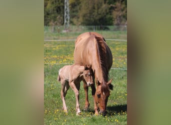 Appaloosa, Mare, Foal (04/2026), 15.1 hh