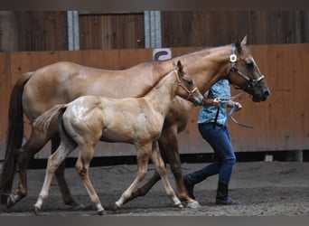 Appaloosa, Mare, Foal (01/2026), 15.1 hh