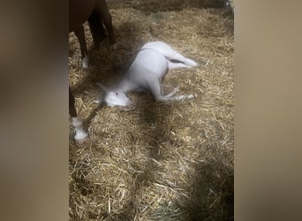 Appaloosa, Mare, Foal (05/2024), 15.2 hh, Gray