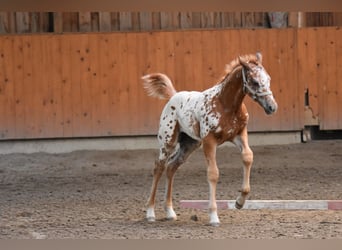 Appaloosa, Mare, Foal (04/2026), 15 hh, Chestnut