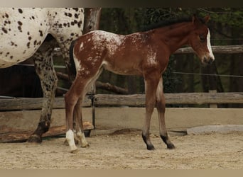 Appaloosa, Mare, Foal (03/2026), 15,1 hh, Leopard-Piebald