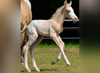 Appaloosa, Mare, , 15,2 hh, Palomino