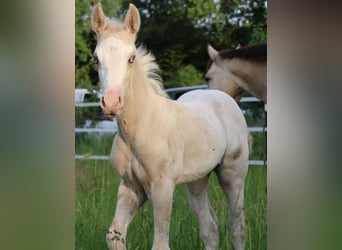 Appaloosa, Mare, Foal (05/2025), 15,2 hh, Palomino