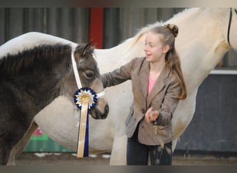Appaloosa Mix, Mare, Foal (07/2023), 16 hh, Dun