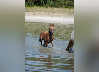 Appaloosa Mix, Mare, Foal (07/2023), 16 hh, Dun