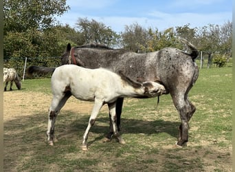 Appaloosa, Mare, Foal (05/2023), Bay
