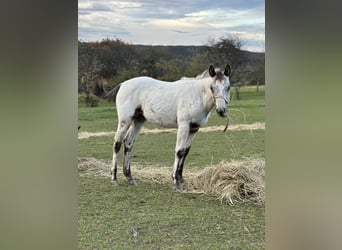 Appaloosa, Mare, Foal (05/2023), Bay
