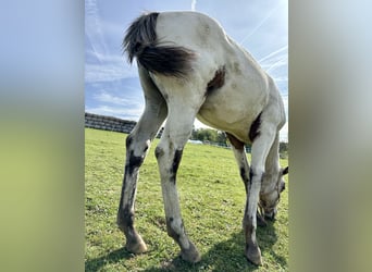 Appaloosa, Mare, Foal (05/2023), Bay