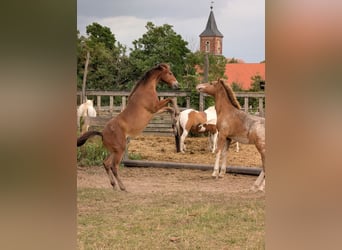Appaloosa, Mare, Foal (02/2026), Brown
